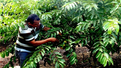 Deusimar Cândido colhe goiabas no Vale do Forquilha, Ceará: há cerca de uma década, as plantações da comunidade dependiam totalmente da água das chuvas. Foto: Mariana Ceratti/Banco Mundial