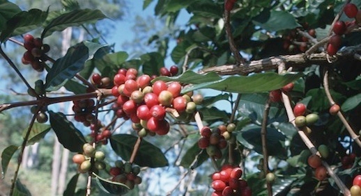 https://agrifinfacility.org/event/webinar-financing-coffee-growers-lessons-from-banking-partnership-in-Honduras