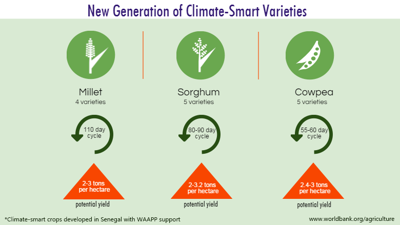 New generation of climate-smart crop varieties. Image