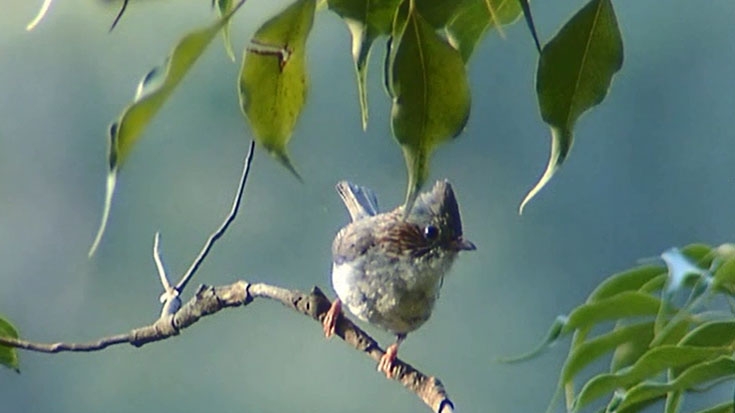 Biodiversity conservation strategy in bangladesh