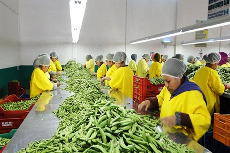 Agribusiness beneficiary: Agricola Tierra Nueva