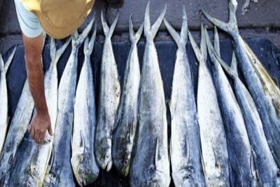 Un pescador en el puerto de la ciudad fronteriza de Arica (Chile). / F. TRUEBA (EFE)