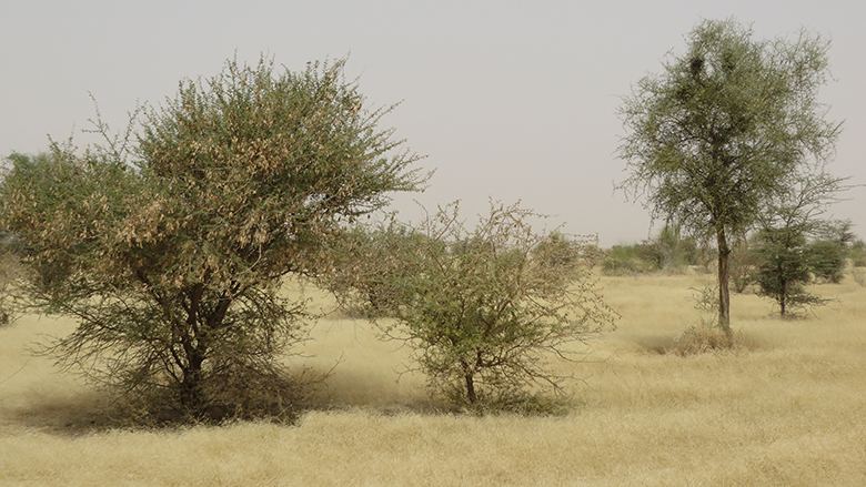 Acacia trees, prized as a source of gum arabic, thrive in hot and dry southern Mauritania.