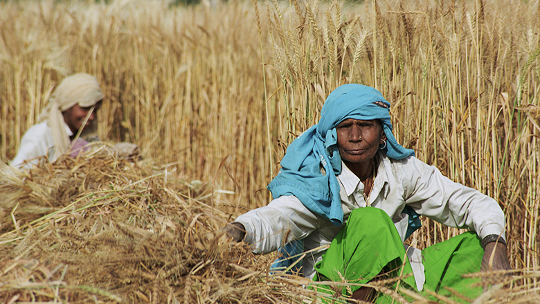 Farmers harvest wheat in Bangladesh.