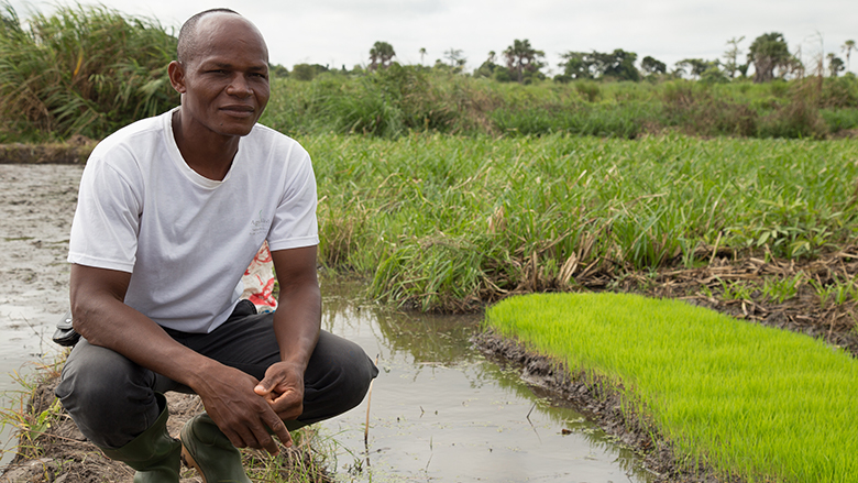 The West Africa Agricultural Productivity Program is working with Cote D’Ivoire –and other countries in West Africa--to revive and strengthen seed systems.