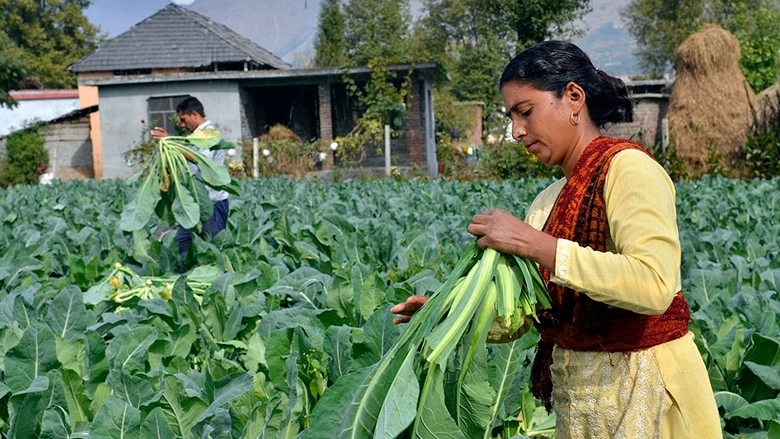 Farmers harvest cauliflower in Himachal Pradesh, India. Photo: Neil Palmer / CIAT