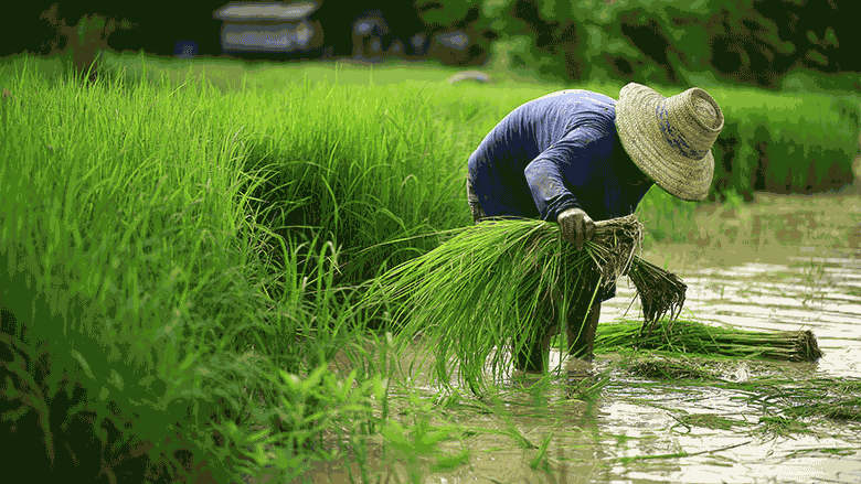 A rice farmer works in the field