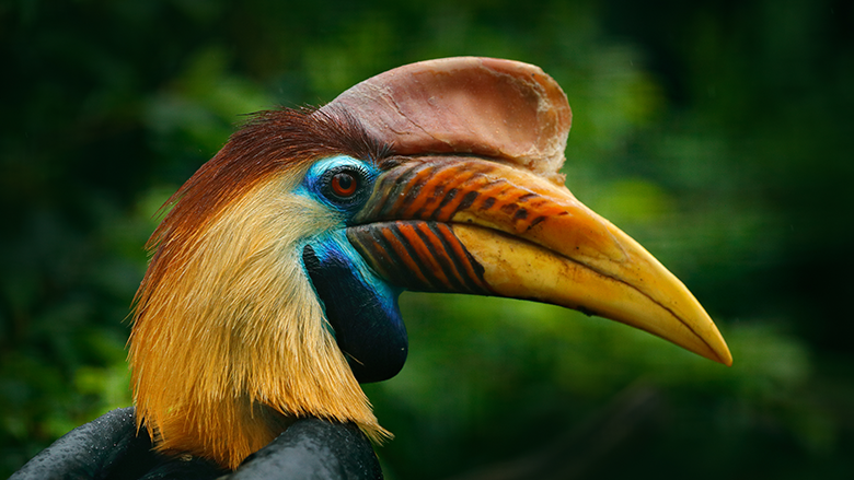 exotic bird with large beak