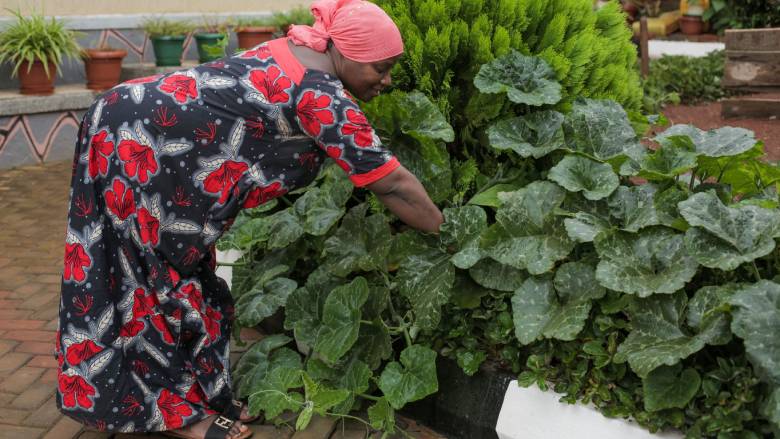 Asia Namusoke plants climate-resilient vegetables in Kampala, Uganda.