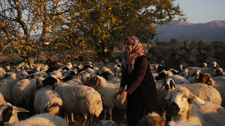 Turkish woman farmer walking in front of sheep, late afternoon sunlight.