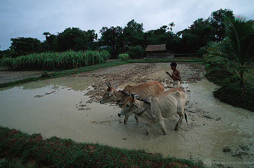 The World Bank