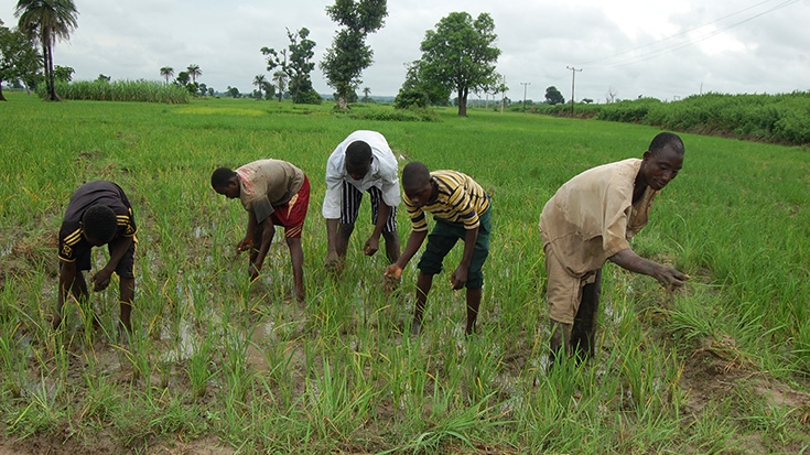 Image result for farmers in nigeria