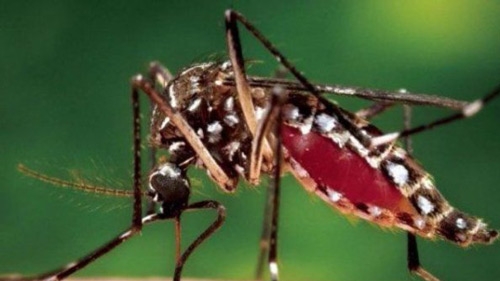 Latin America Has No Antibodies To Fight Chikungunya Fever