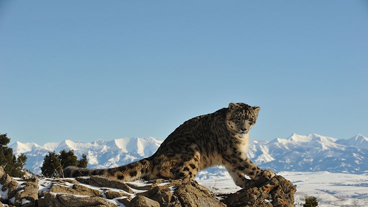 Saving the “Mountain Ghosts” in Mongolia