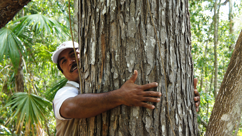 Trees: Not Just For Tree Huggers
