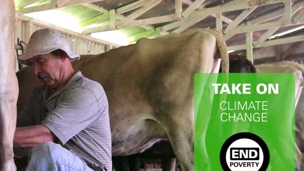 Cow Poop Saves the Day 