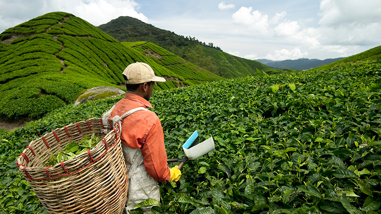 Man hand picking tea leaves