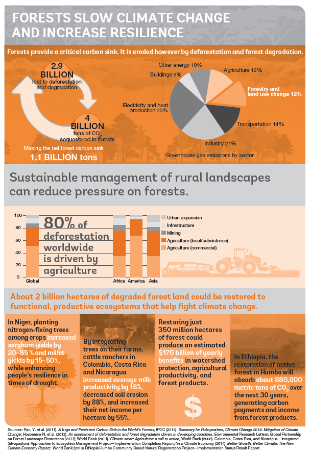 Forests Slow Climate Change and Increase Resilience