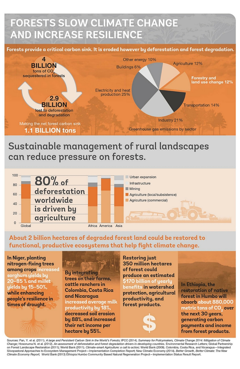 Infographic - Forests Slow Climate Change