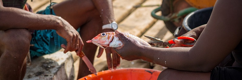 hands holding fish a red snapper above the orange bucket
