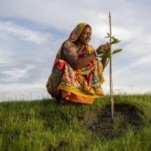 South Asian lady tending to a plant in a field on a cloudy day.