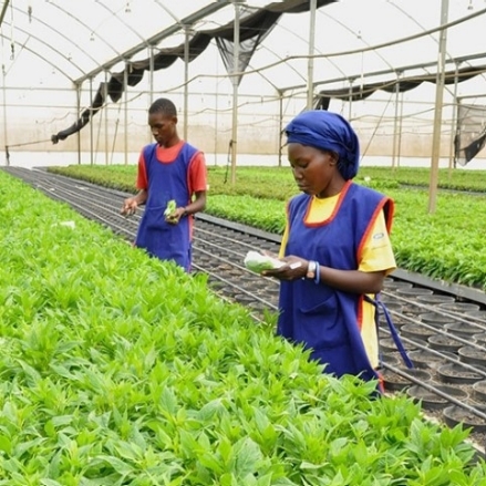 Woman and man, both in blue clothing, pick tree seedlings.