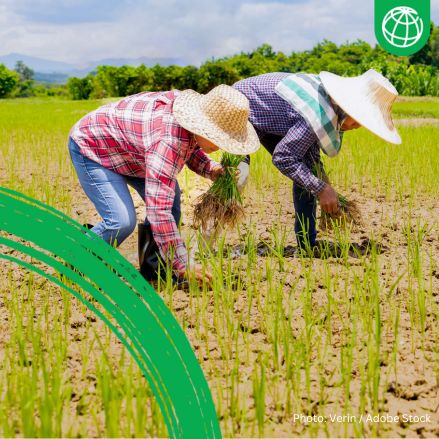Rice farmers
