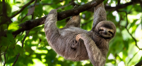 Amazonian sloth