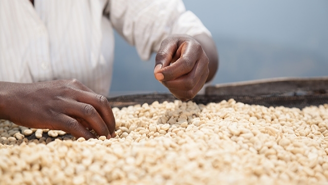 Man scattering rice grains