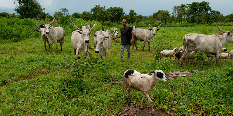 Cattle graze in Ta Kuti village