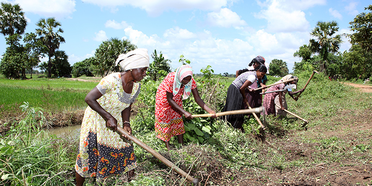 Women working in a field