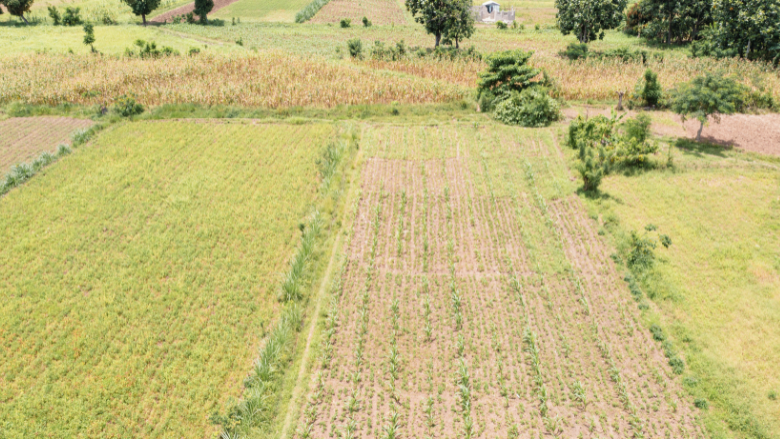 An open farm land in Haiti