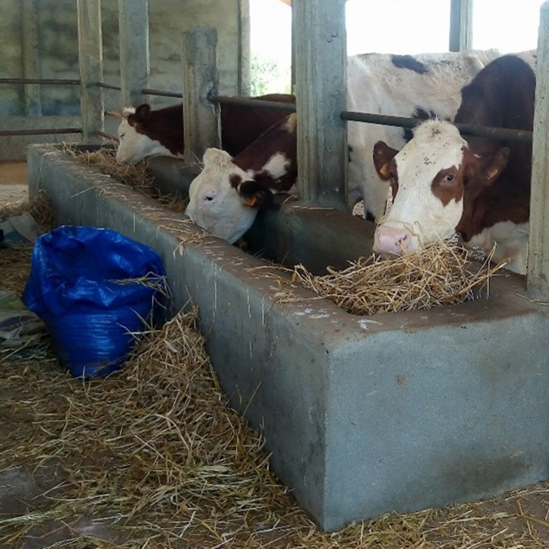 Adapting Livestock Herding in Cameroon to Climate Change