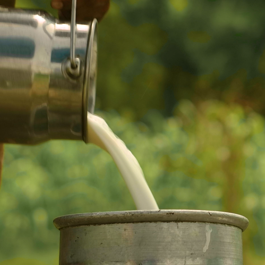milk being poured from a tin bottle into a can