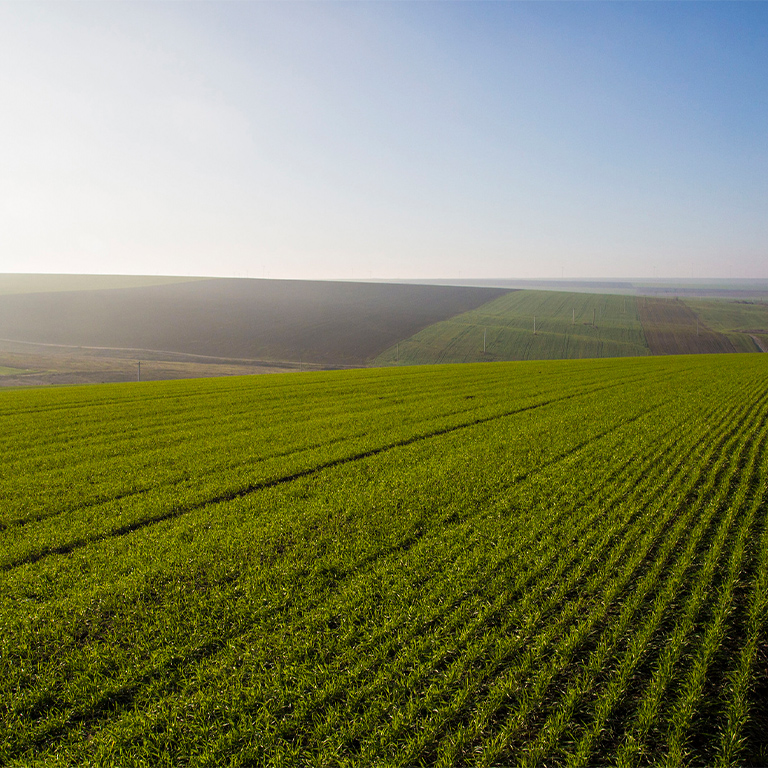 View of green agriculture field