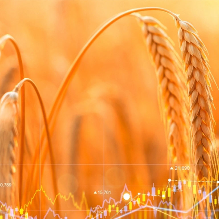 A field of wheat with data illustrations overlaid 