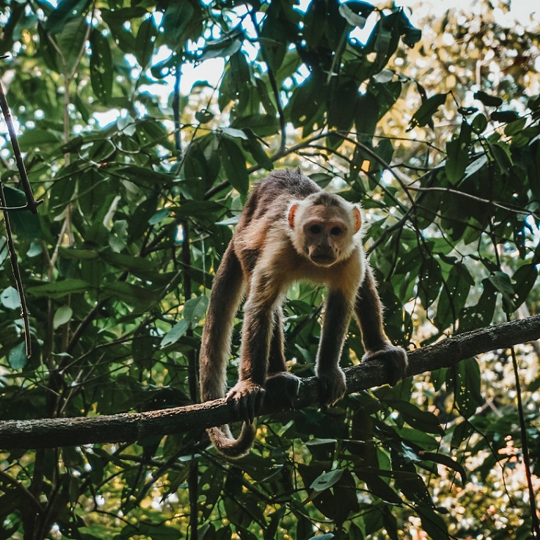 White fronted capuchin monkey, Tayrona National Park, Colombia