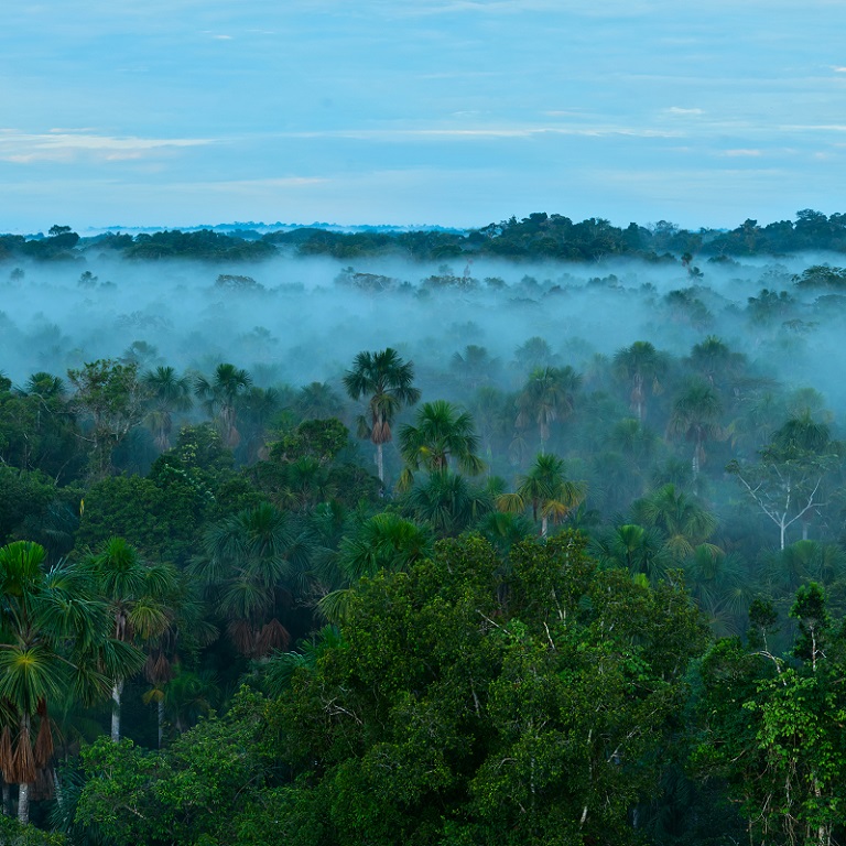 Amazon forest with cloud coverage