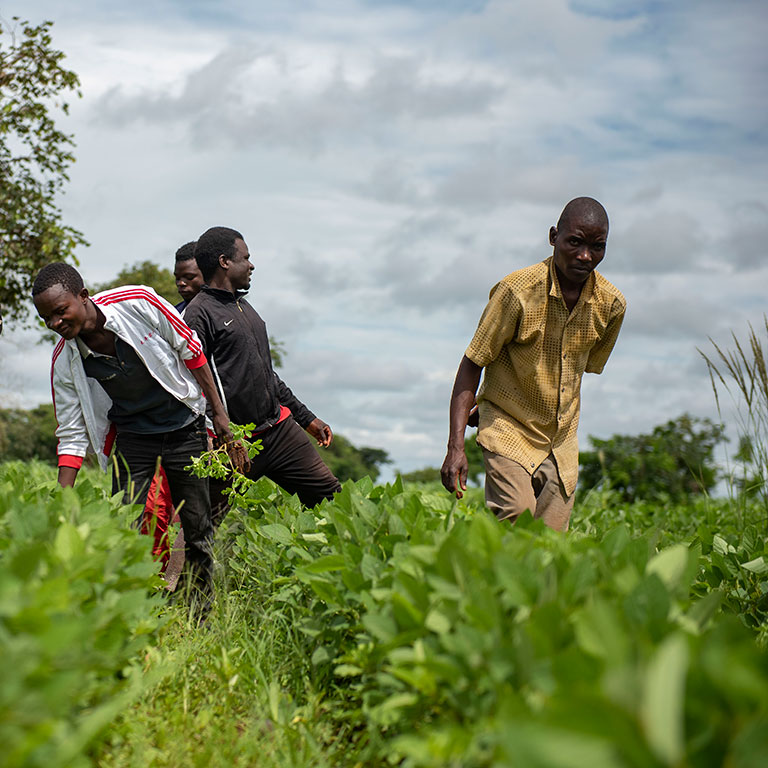 In Malawi, Young Farmers Soar with Agricultural Commercialization Matching Grants