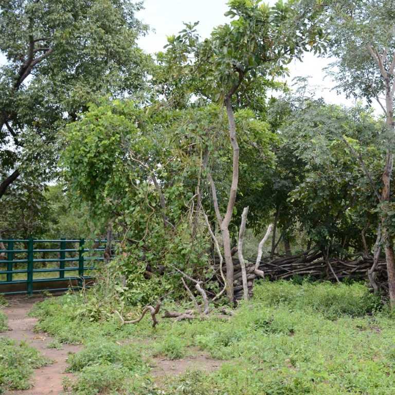 Forest Investment Program for Environment and Sustainable Development