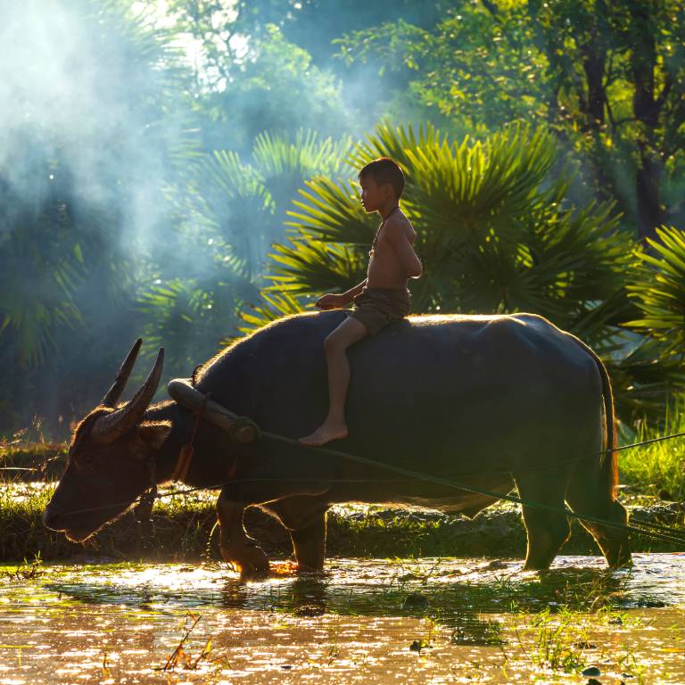 A boy rides a buffalo through a rice field.