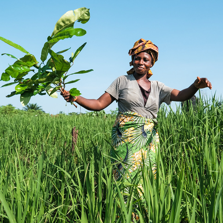 In DRC, a woman is carrying leaves while working in a field