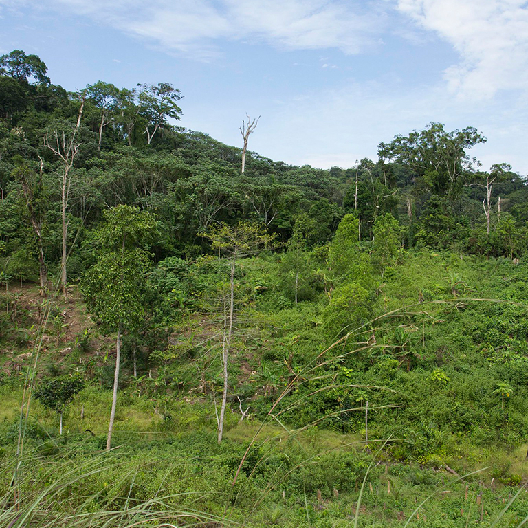 high-level Forest and Climate Resilience Forum