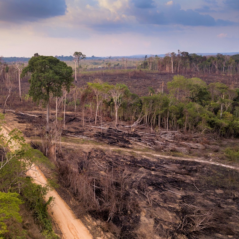 eforestation in the amazon rainforest to open land for agriculture and livestock.