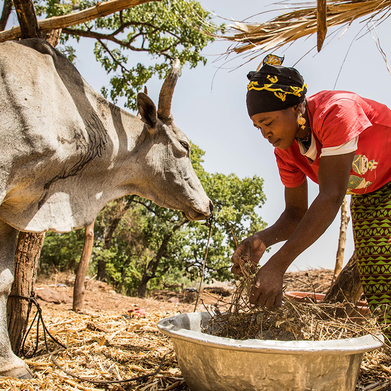 Strengthening the Financial Resilience of Pastoralists to Drought in Mali