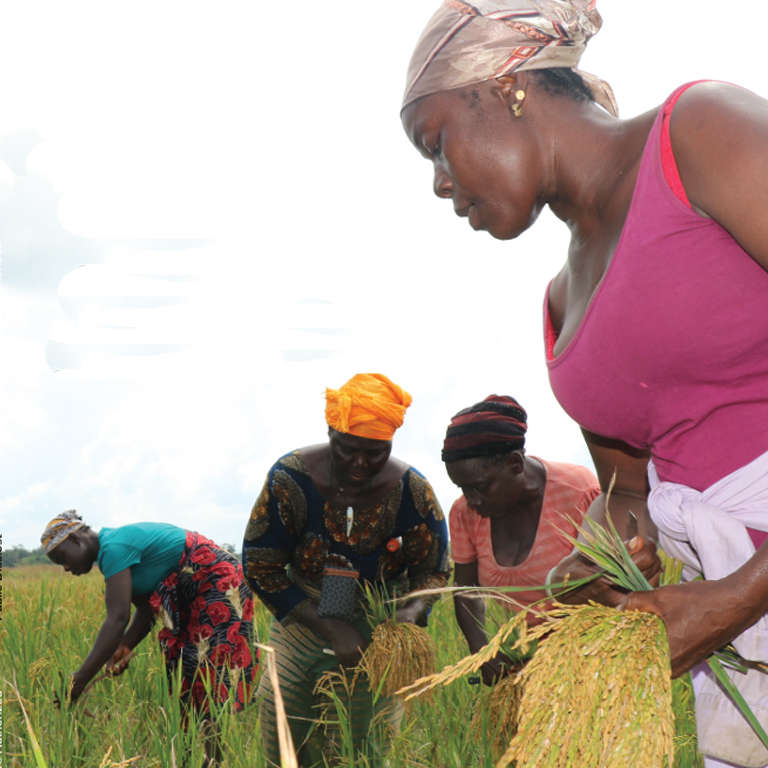 Liberia - Economic Update : Getting Rice Right for Productivity and Poverty Alleviation