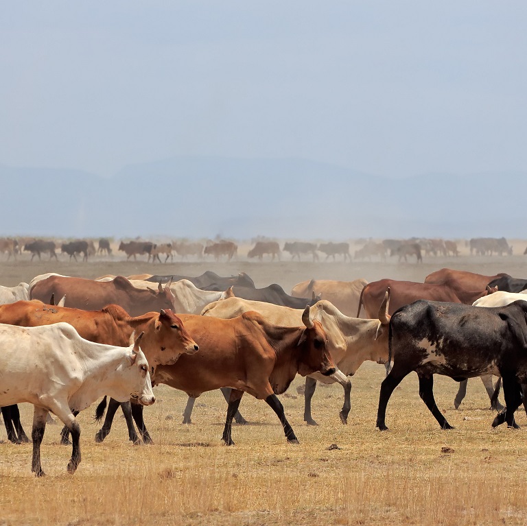 Reducing poverty and promoting peace in the Horn of Africa