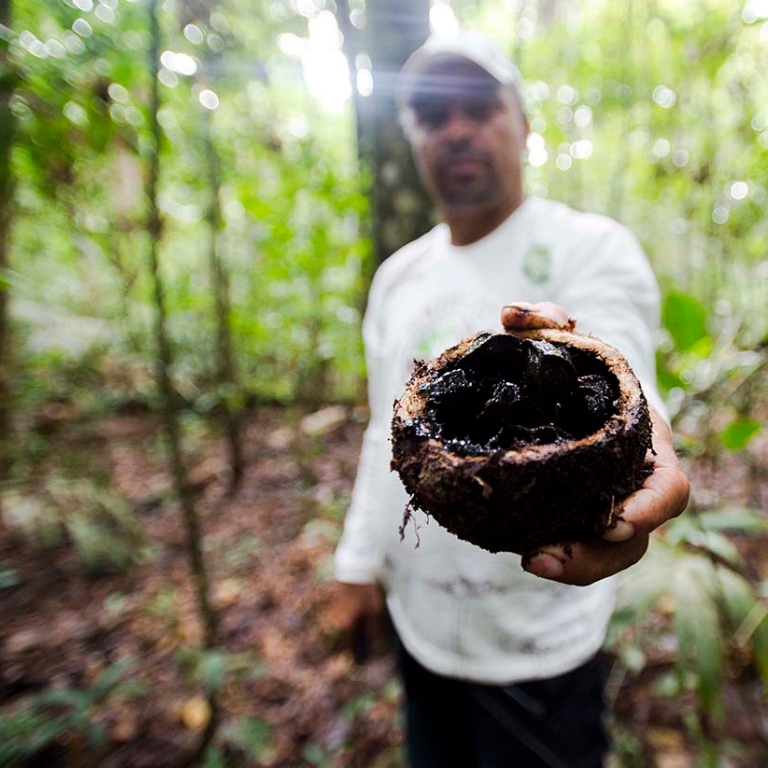Man showing a fruit from Brazilian Amazonia 
