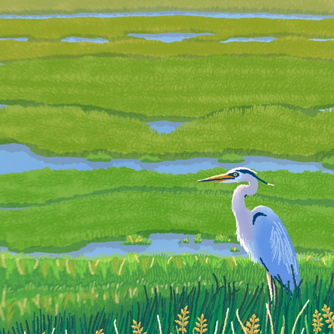 Unlocking-Blue-Carbon-Heron-marsh