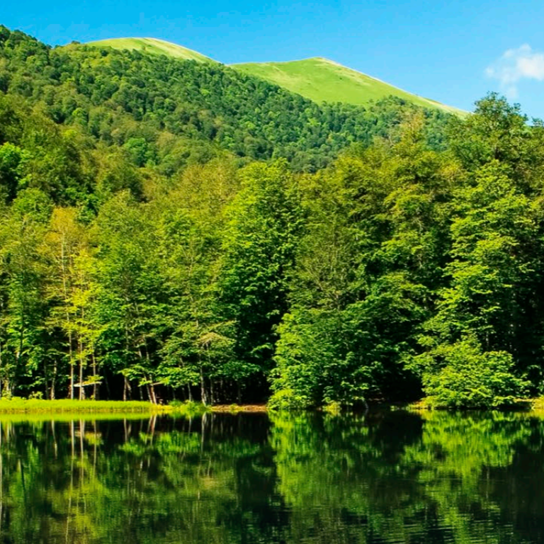 Armenia-Forest